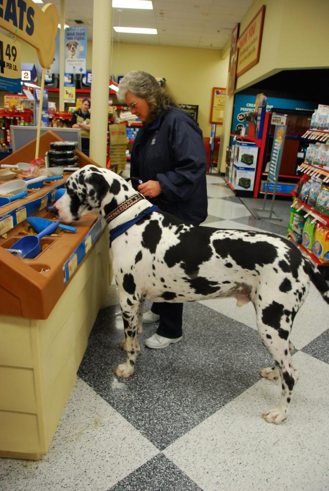 World s tallest puppy visits West Seattle Petco Westside Seattle